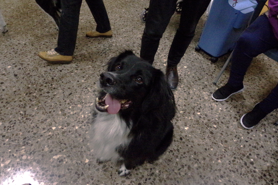 Actividades con perros para mejorar a nivel fÃ­sico, cognitivo y emocional